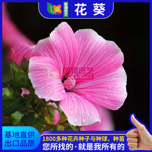 Mallow Seeds, Jingkui, Qiankui, Small Money, Purple Flower, Perennial Upright Herbaceous Florals, Cold-Resistant Flower Seeds
