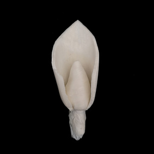 �F؛���l|2.5cm�R��ɏͨ�ݻ� ˇ�g�廨�bɻ� �Ĕz���ߔU�㻨