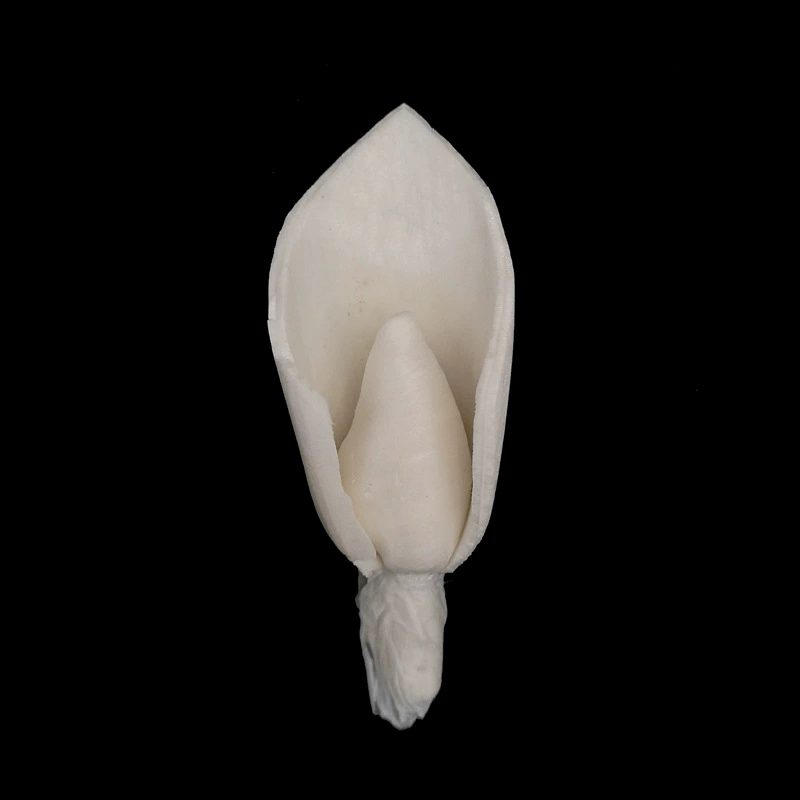 В наличии оптом | 2,5 см Калла цветок художественная Цветочная композиция декоративные сухоцветы съемка реквизит расширение ароматные цветы