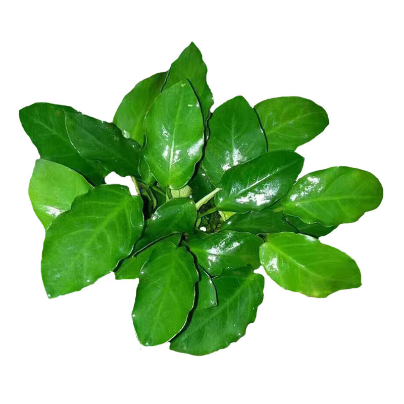 大叶牡丹榕活体真水草鱼缸造景水族箱造景装饰观赏批发光合水草