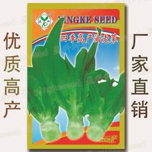 250克:四季高产油麦菜种子|批发四季蔬菜种子批发菜场专用种子