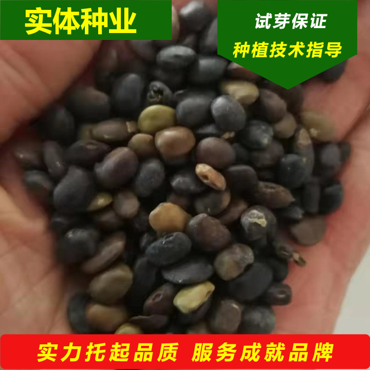 批发国槐种子槐树籽胚芽鲜活出芽北方绿化乔木树种老郑苗木种子站