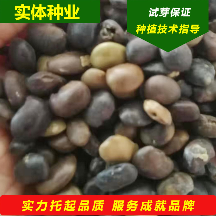 种业批发国槐树种子白槐树种子细叶槐籽绿化乔木树种东北家槐胚芽