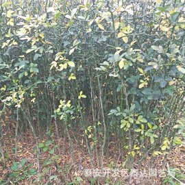 枸橘苗种植技术 山东带刺枸橘苗价格 铁篱笆枸橘树图片