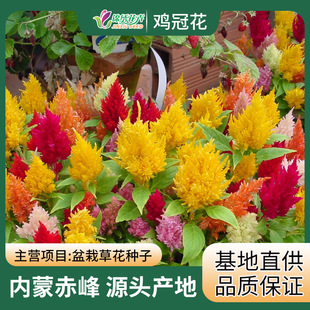 �u�ڻ��N�Ӯa�� ��� �ͷ� ������ �Pβ ��� ����u���ӻ��N��