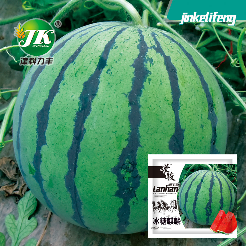 厂家批发冰糖麒麟西瓜种子麒麟瓜种籽蔬菜种孑京欣早佳8424菜籽
