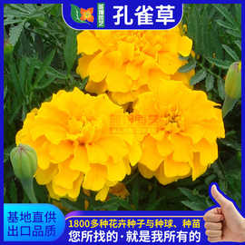 孔雀草花种子供应草花观赏花盆栽花卉子四季种植花海花子花卉种子