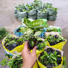 �׺����Ϲ��� ������ ��� 20cm �͝� ���@���^�߅�� �F؛���l