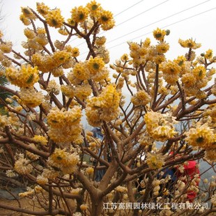 ���lͥԺֲ��Y�������㻨�ܾGֲ��Y���������Y�㻨��