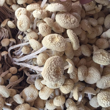 君志 江西广昌特产白色茶树菇干货批发新鲜不开伞6号金顶菇食用菌