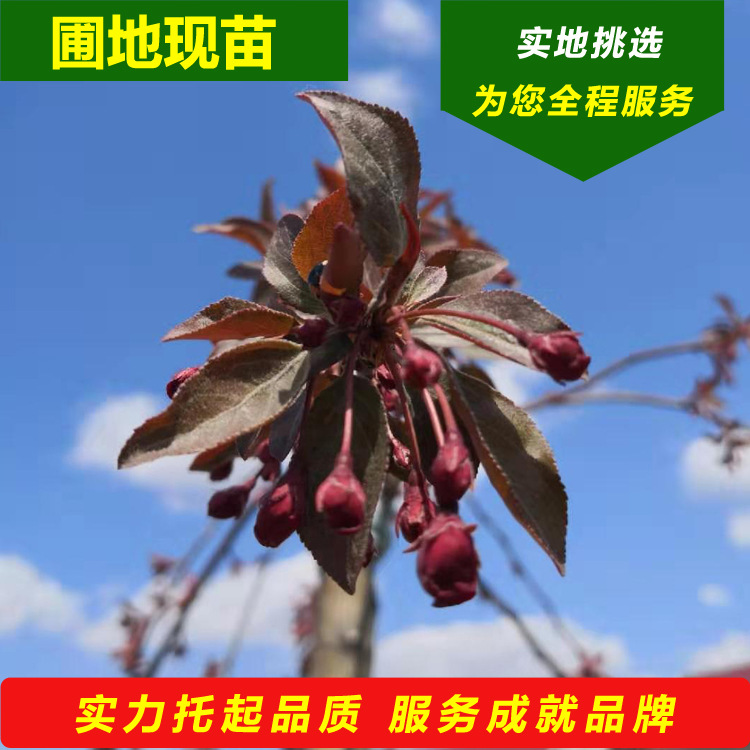 垂丝海棠树苗垂枝海棠嫁接苗北方彩叶新品种庭院风景树亚乔木栽植