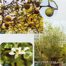 FhʷNٷNFhկNӳٷN轷Nֲ