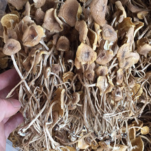 君志 江西广昌开伞茶树菇干货批发 3号5号细条餐饮沙县小吃食用菌