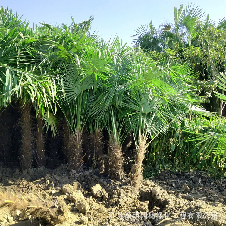 Пальмовые саженцы, веерообразные саженцы, пальмовые рассады, зеленые растения в горшках, садовые растения, зеленые саженцы, тропические кокосовые пальмы.
