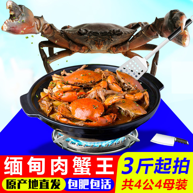 缅甸印尼孟加拉青蟹鲜活大公蟹进口肉蟹迷踪蟹鲜活大螃蟹顺丰包邮