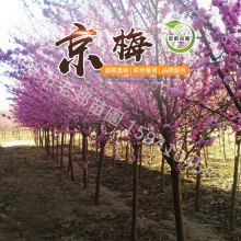 榆叶梅树苗批发红叶榆叶梅东北京梅树苗单杆红火榆叶梅工程绿篱苗
