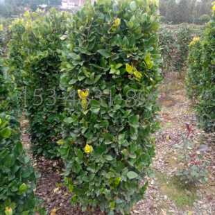 �������l���120cm�Ľ�ɭŮؑ���ӈA���ξG����ɭŮؑ����