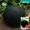 津科力丰 Lazy black landmine watermelon seed black skin red meat round fruit seeds seeds vegetable seed seed seed seed seed seed