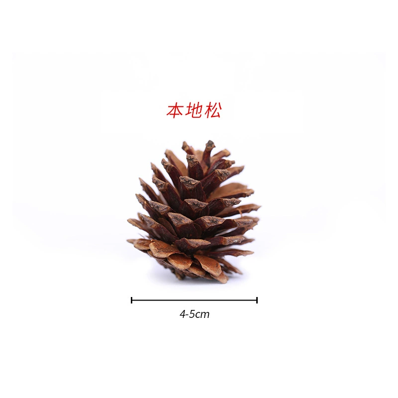 ➻Pine cones, natural pine cones, American pine, local pine, pine cones, Dalintou, pine flowers, pine cone crafts