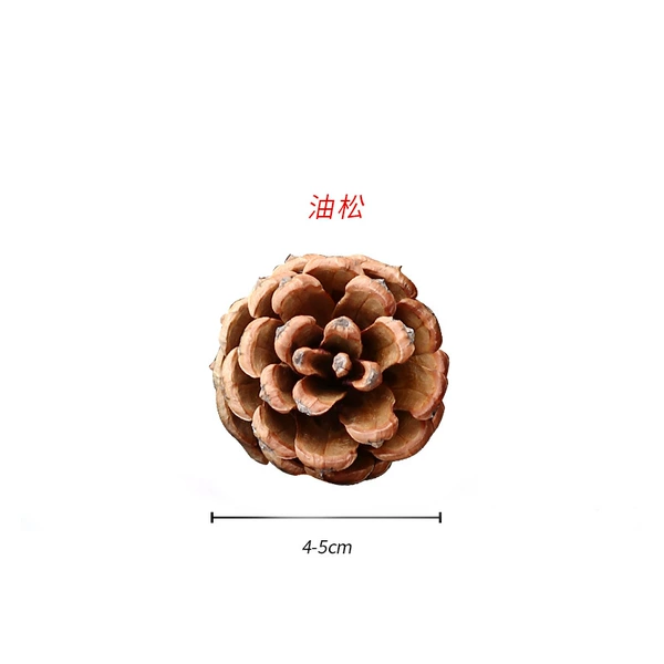 ✷◎◎◎◎✷Pine 4-5CM✷◎◎◎◎✷