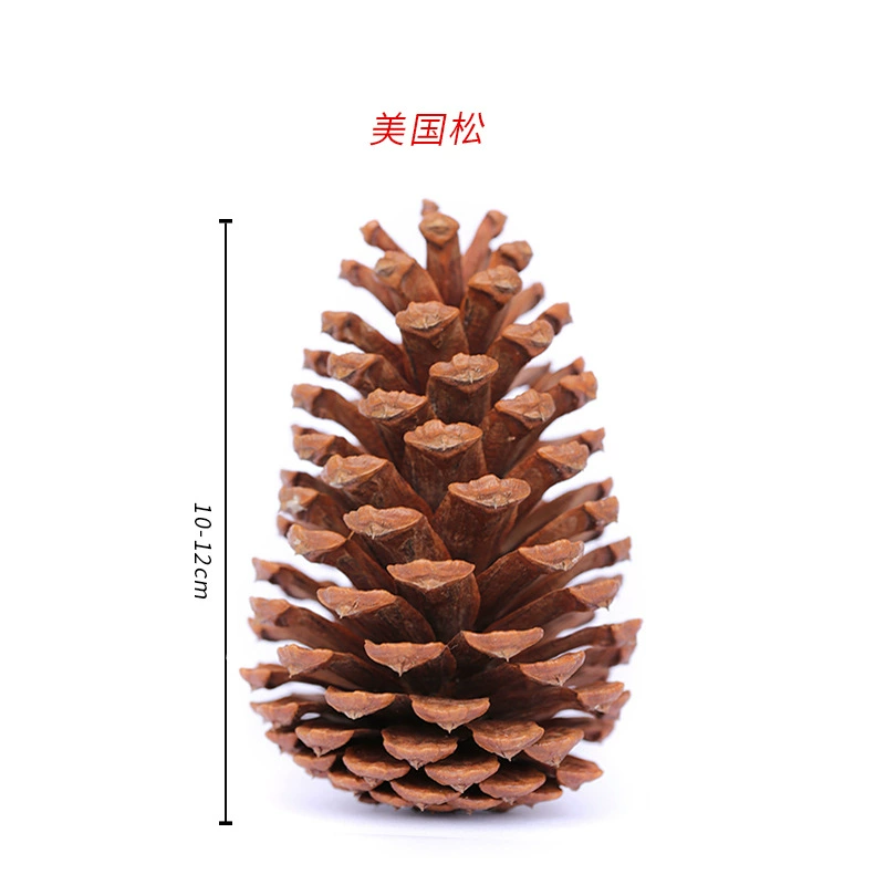 ➻Pine cones, natural pine cones, American pine, local pine, pine cones, Dalintou, pine flowers, pine cone crafts