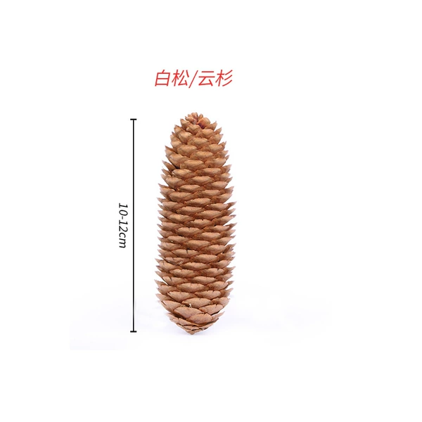 ✷◎◎◎◎✷White pine/spruce 10-12CM✷◎◎◎◎✷