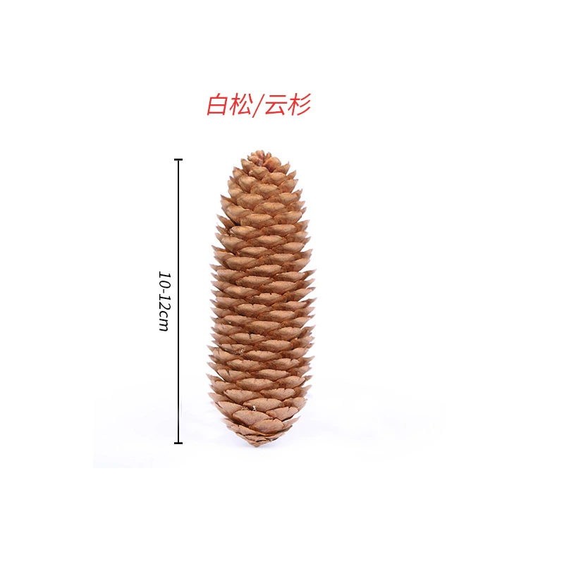 ➻Pine cones, natural pine cones, American pine, local pine, pine cones, Dalintou, pine flowers, pine cone crafts
