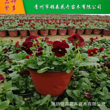 ��K�մ��������h�l�@�ִ��K��ˮ�q��ɽ��ս�K�����K�����¼t