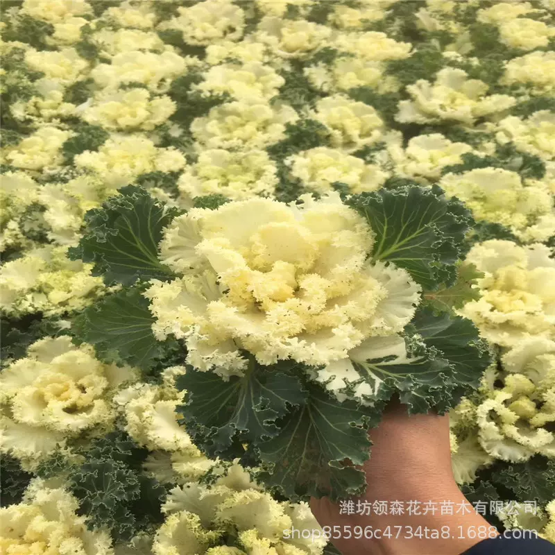 羽衣甘蓝花苗庭院阳台花卉多色观叶植物冬季耐寒盆栽观赏绿化花园