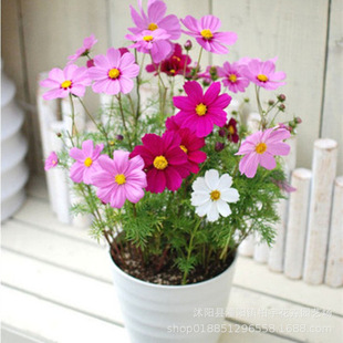 Cosmos Flower Seeds, Gesang Flower Seeds, Colorful Florals, Indoor Easy-To-Live Four-Season Blooming Outdoor Courtyard Flower Seeds