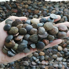 ٷNӶ໨ٷNԵԘNֲﴹNľN