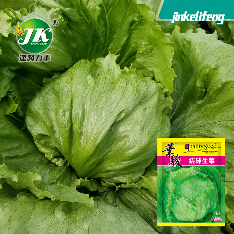 厂家批发结球生菜种子球生菜种籽包心蔬菜种孑圆球型甜脆菜籽种
