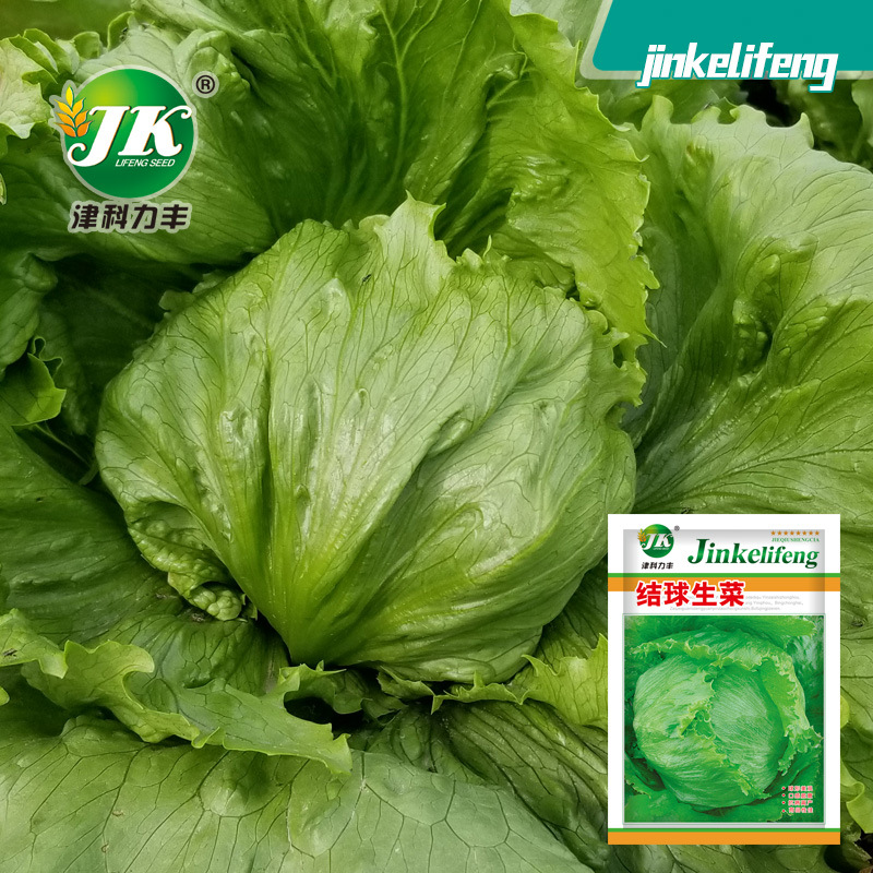 Factory Direct Sales of Ball Lettuce Seeds, Balling Seeds, Round Lettuce Seeds, Four-Season Sowing Vegetable Seeds, Cabbage Seeds