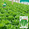 Resistance to moss, lettuce seeds sweet and crispy seed seeds sowing balcony potted below -planting vegetable seeds Easy to plant vegetable seeds