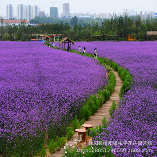 Willow Verbena Seeds Perennial Grass Flower Seeds Landscape Greening Flower Sea Wedding Photography Flower Viewing Seeds
