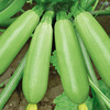 Zucchini seeds Early youth autumn sowing vegetables and fruits seed seeds family outfit small vegetable gardens