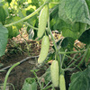 White cucumber seeds white leaf three climb vines Spring and autumn sowing family small vegetable garden seed seeds are easy to plant melon fruits, fruits, vegetable seeds