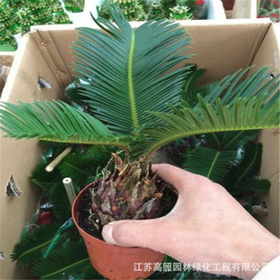 �F��������ֲ�����Դ��F��ͥԺ�̨�҃ȾGֲ�辰�K�F��
