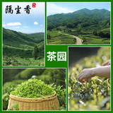 Чай Лунцзин, зеленый чай, красный (черный) чай, оптовые продажи