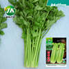 Celery Seeds Four Seasons Cyan Seed Celestial Crispy Fibrous Fiber Young Spring Vegetable Potted Potted Court -Potted Garden Rapeseed