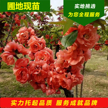 富贵王子海棠供应耐寒红花富贵海棠树苗辽宁王子海棠嫁接繁育技术