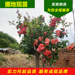 ���F���Ӻ��Ļ��������F�����Ї��t����С�绨�主�F���ļ޽ӷN�l