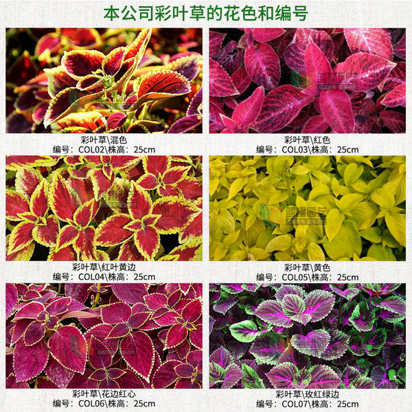 Wholesale color leaf seed engineering green balcony balcony potted…