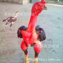 ����@�^�p���궷�u�����˹��Bֳ���궷�u�r��Ó�ض��u�������u��