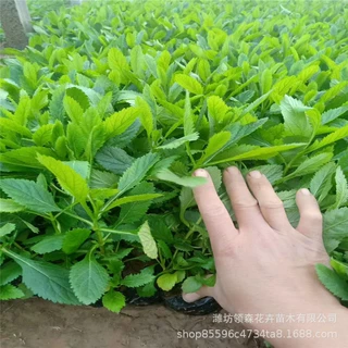 青州花卉基地批发 柳叶马鞭草 花海景观植物宿根花卉马鞭草苗