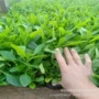 青州基地植物花海马鞭草