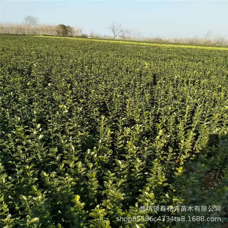 大叶黄杨穴盆苗 湿地绿化工程灌木四季规格齐全丛生黄杨苗大叶