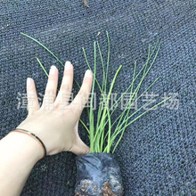 �[�m ����Ʒ�N ��� 15cm �ڷ� 10cm �׻� �����߅�� ����ֱ��