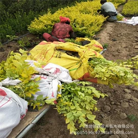 宿根花卉;一二年生花卉;灌木