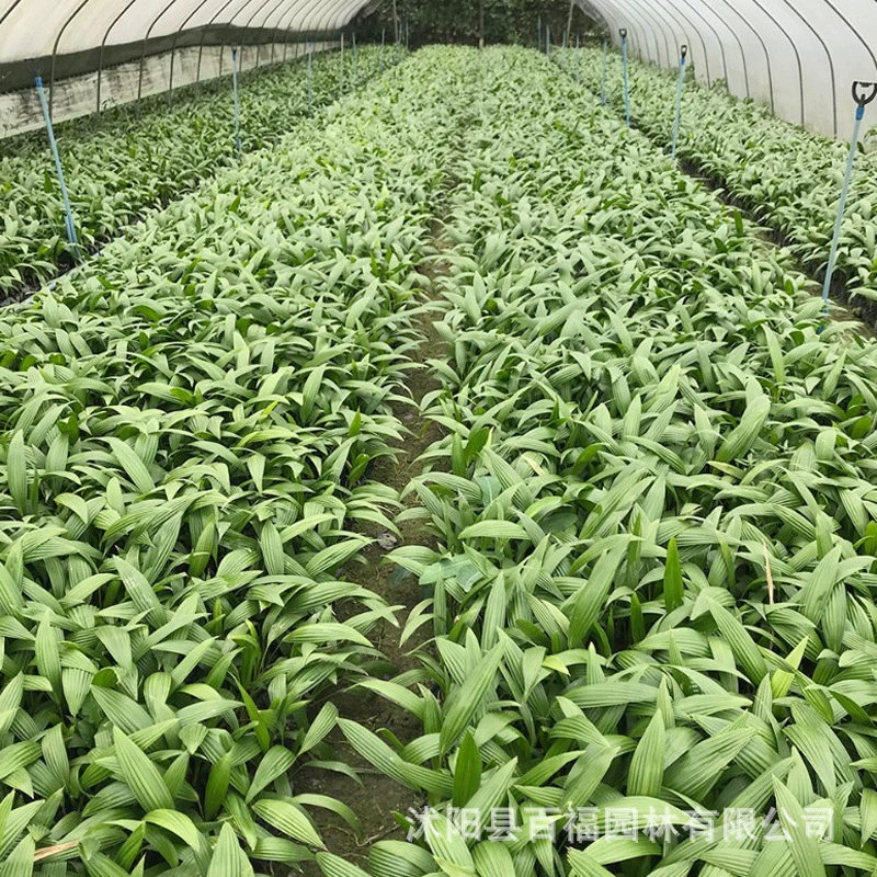 Саженцы пальмы арековой, пальмы веерной, ландшафтное оформление дворов и садов, саженцы зелени, малые лиственники семейства пальмовых, оптовая продажа от питомника